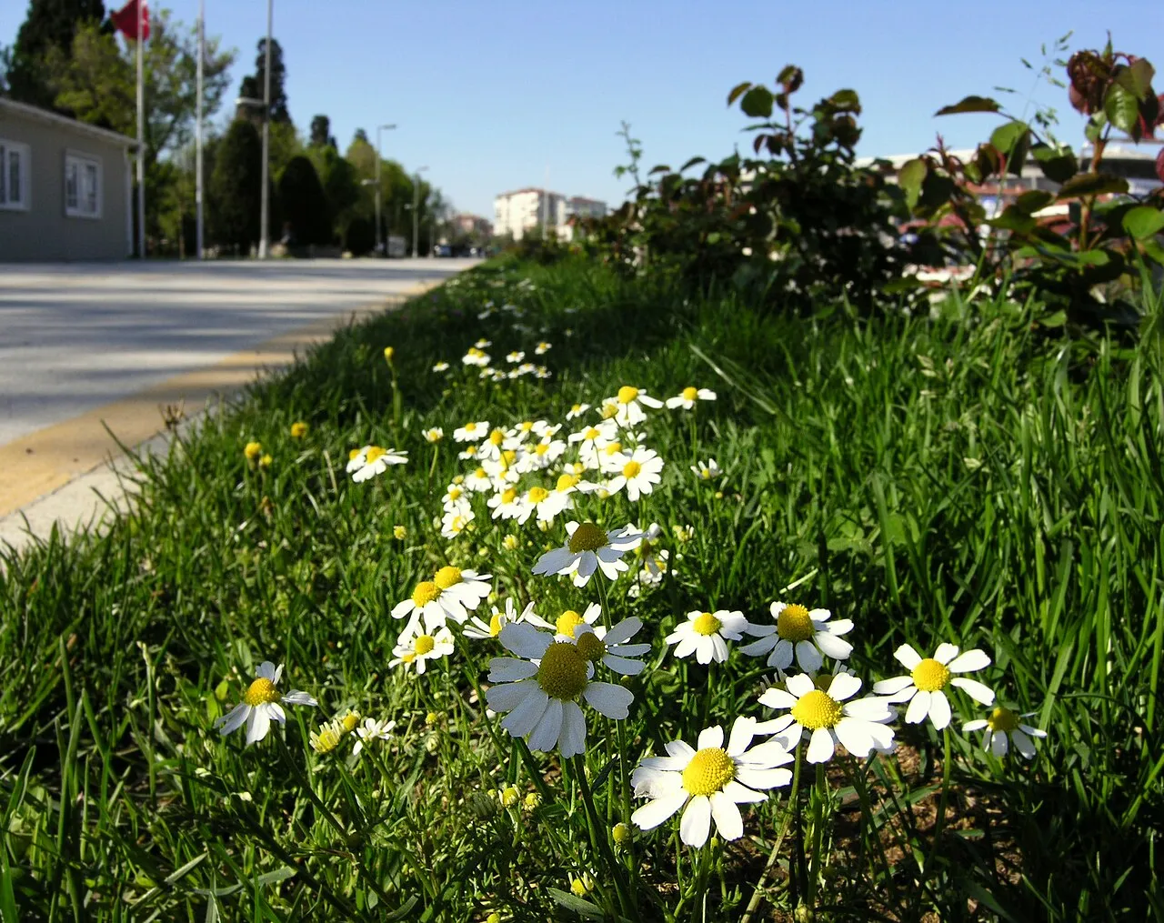 Yoğurtçu çevresinde bahar · Mayıs 2011