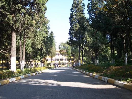 Atatürk Fen Lisesi’nin ağaçlı yolu
