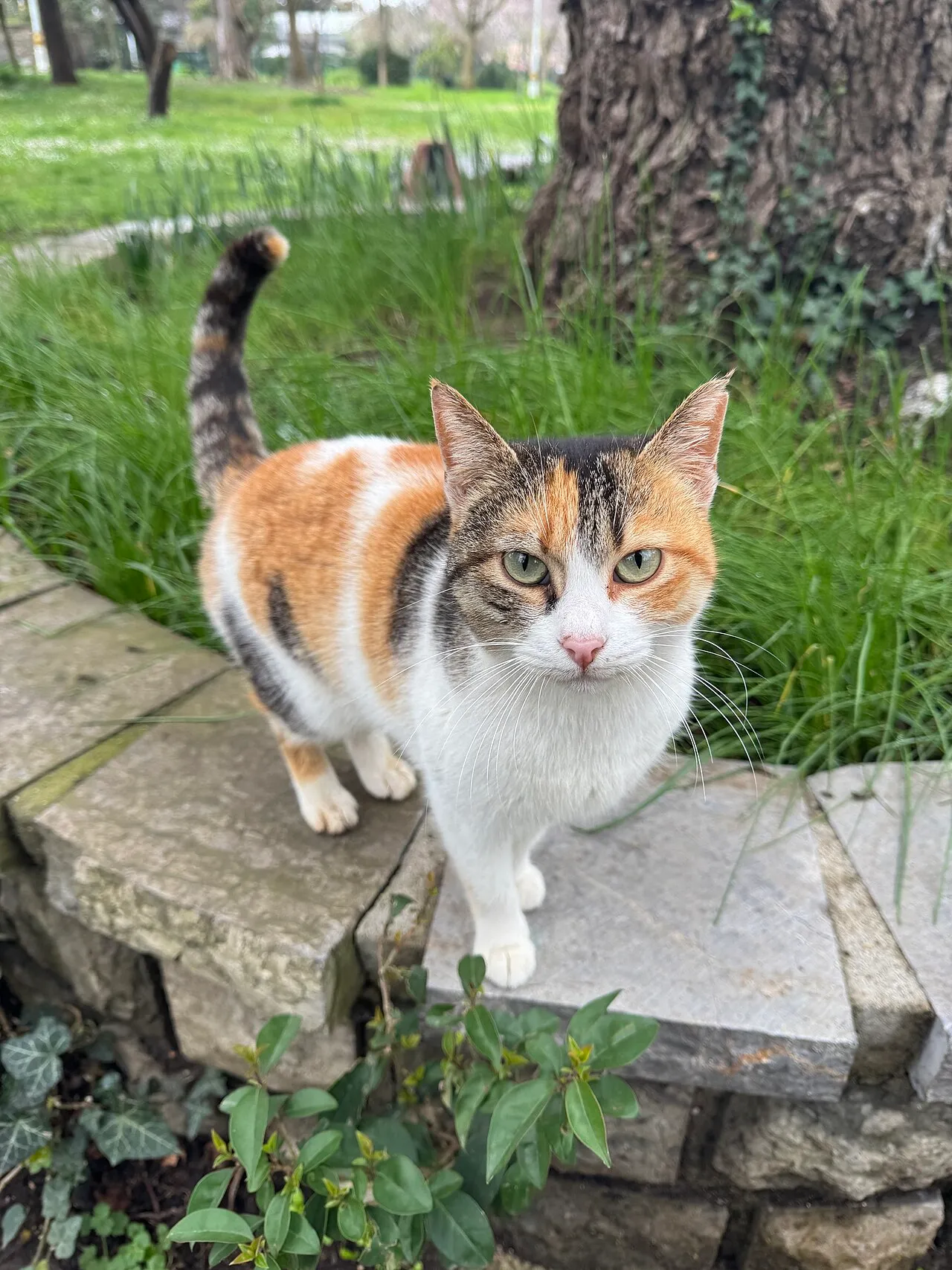 Fenerbahçe Parkı’nda bir kedi · Mart 2026